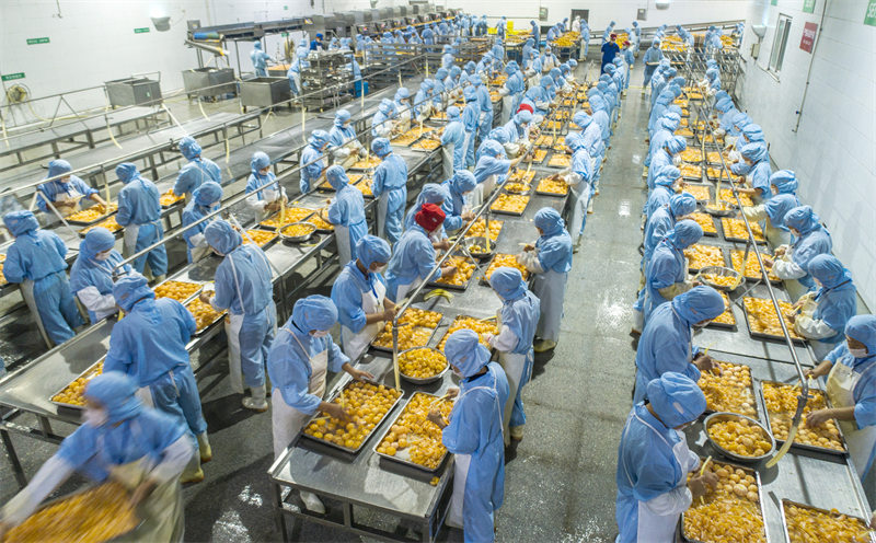 Hubei : la production bat son plein pendant la saison de la récolte des agrumes