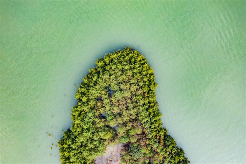 La ? forêt dans l'eau ? embellit les berges de la zone d'affaissement du réservoir des Trois Gorges