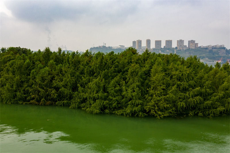 La ? forêt dans l'eau ? embellit les berges de la zone d'affaissement du réservoir des Trois Gorges