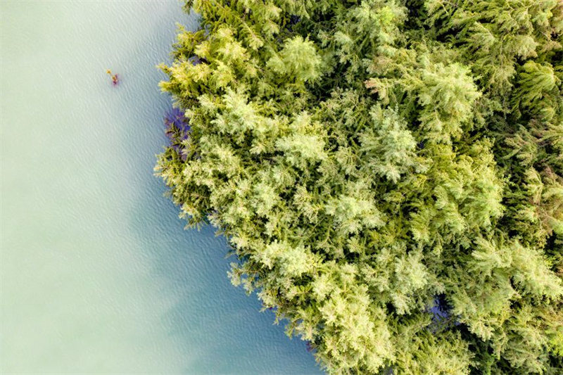 La ? forêt dans l'eau ? embellit les berges de la zone d'affaissement du réservoir des Trois Gorges