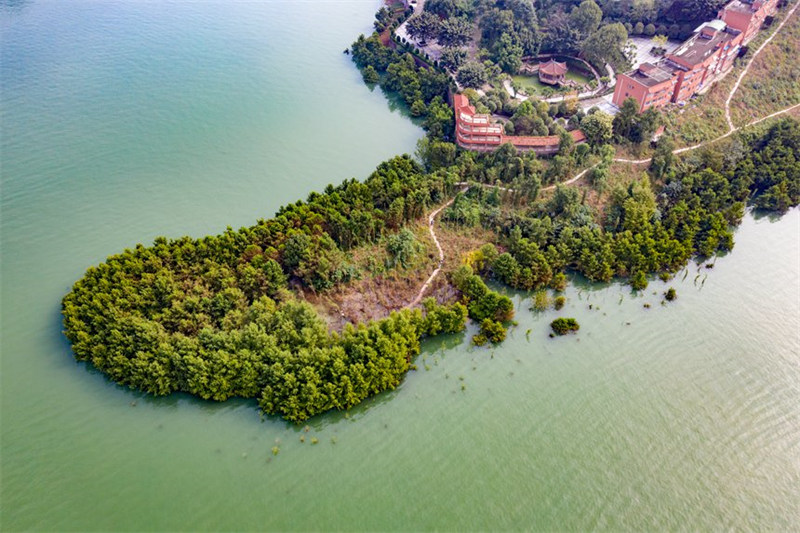 La ? forêt dans l'eau ? embellit les berges de la zone d'affaissement du réservoir des Trois Gorges