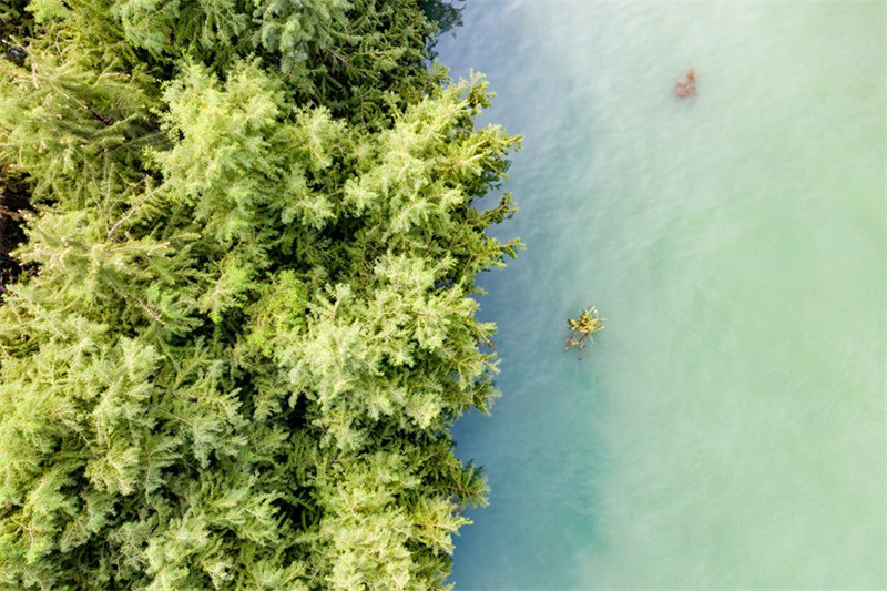 La ? forêt dans l'eau ? embellit les berges de la zone d'affaissement du réservoir des Trois Gorges