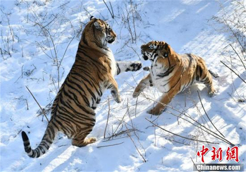 Des tigres de Sibérie du Jilin s'amusent dans la neige