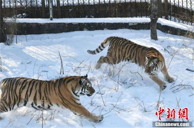 Des tigres de Sibérie du Jilin s'amusent dans la neige