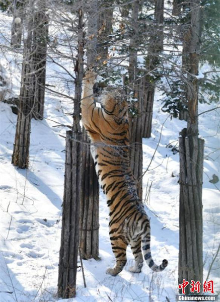 Des tigres de Sibérie du Jilin s'amusent dans la neige