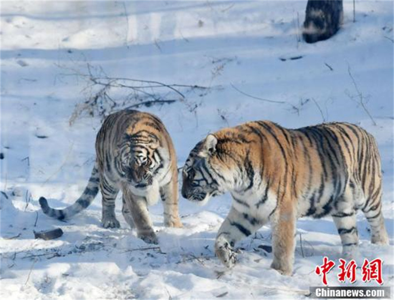 Des tigres de Sibérie du Jilin s'amusent dans la neige