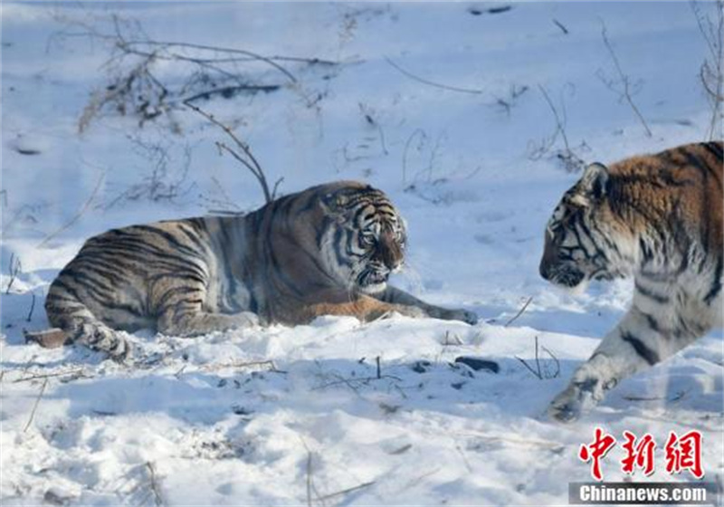 Des tigres de Sibérie du Jilin s'amusent dans la neige