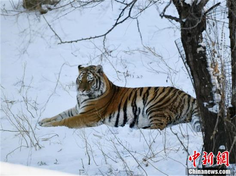 Des tigres de Sibérie du Jilin s'amusent dans la neige