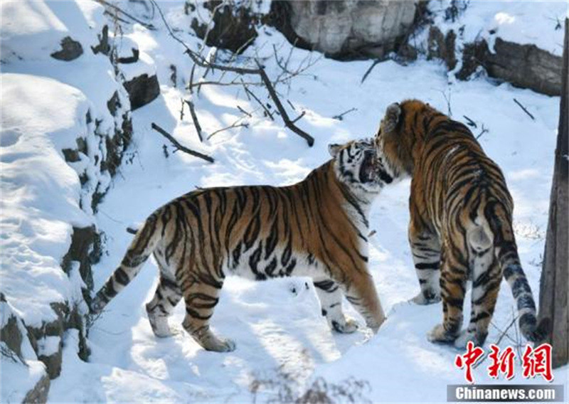 Des tigres de Sibérie du Jilin s'amusent dans la neige