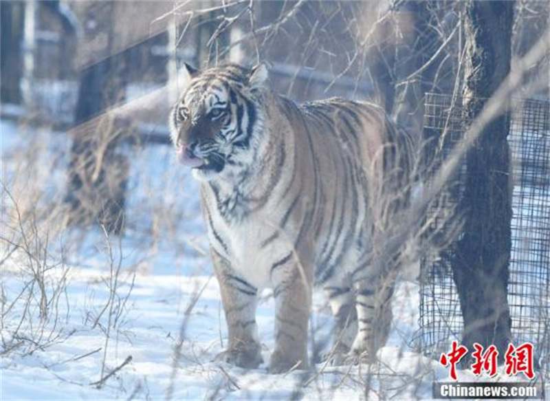 Des tigres de Sibérie du Jilin s'amusent dans la neige