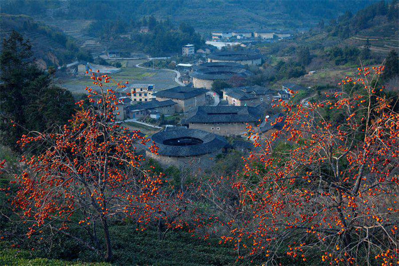 Le commerce prospère du kaki dans la campagne magnifique des Tulou du Fujian