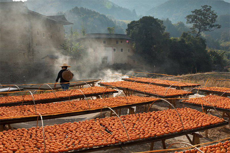 Le commerce prospère du kaki dans la campagne magnifique des Tulou du Fujian