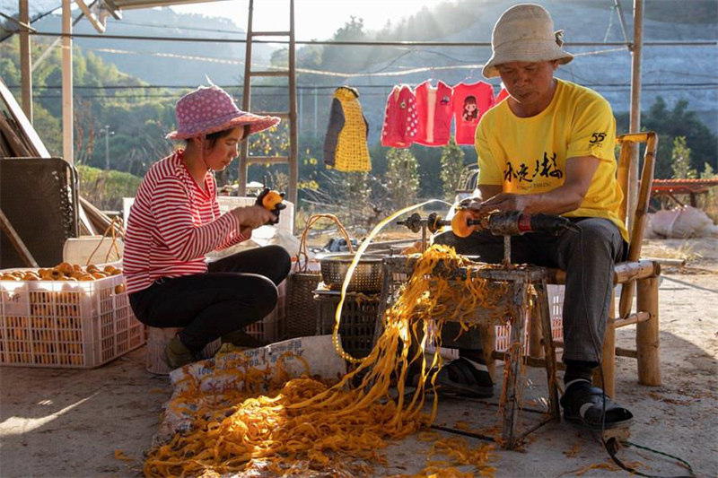 Le commerce prospère du kaki dans la campagne magnifique des Tulou du Fujian