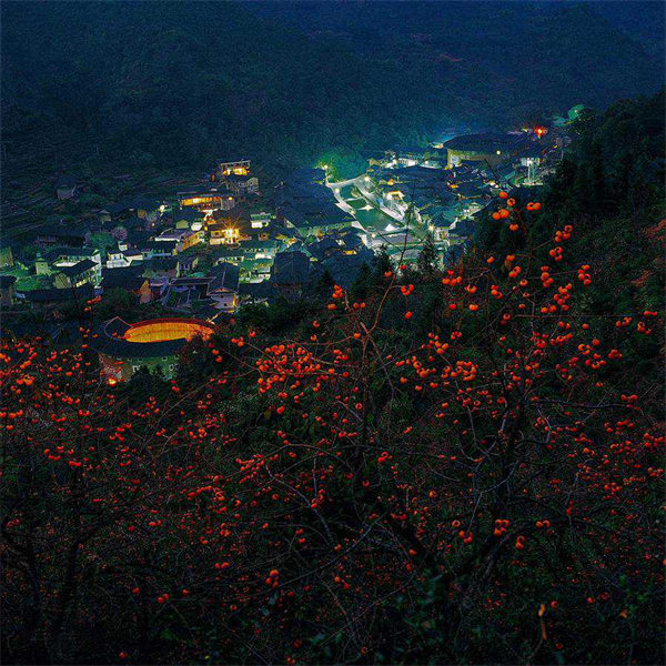 Le commerce prospère du kaki dans la campagne magnifique des Tulou du Fujian