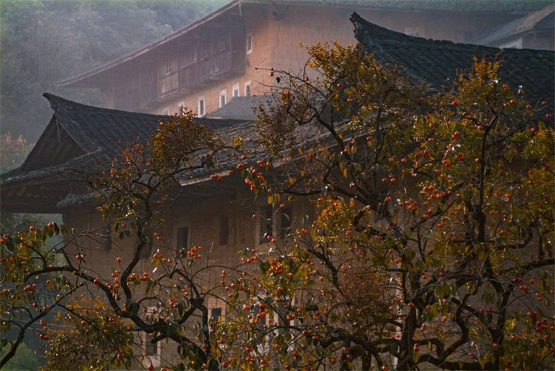 Le commerce prospère du kaki dans la campagne magnifique des Tulou du Fujian