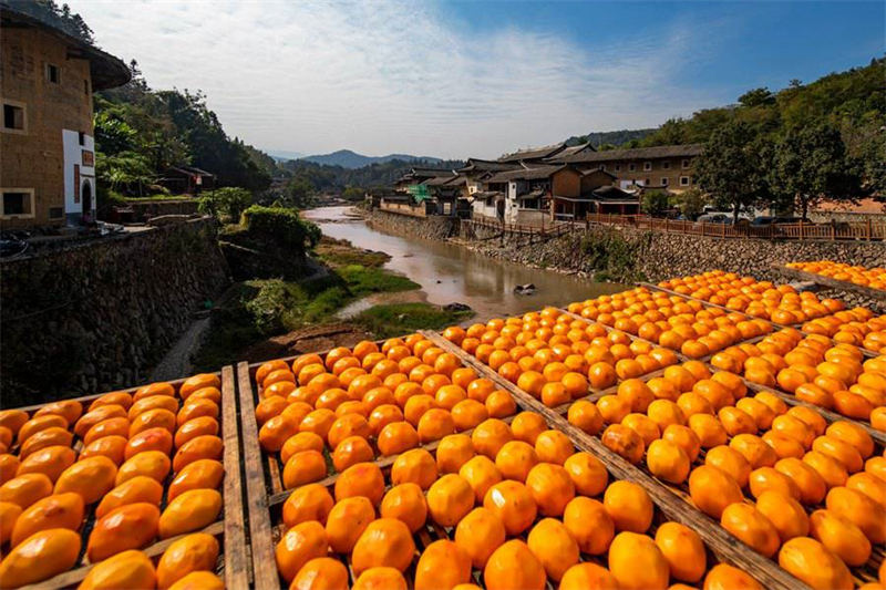 Le commerce prospère du kaki dans la campagne magnifique des Tulou du Fujian