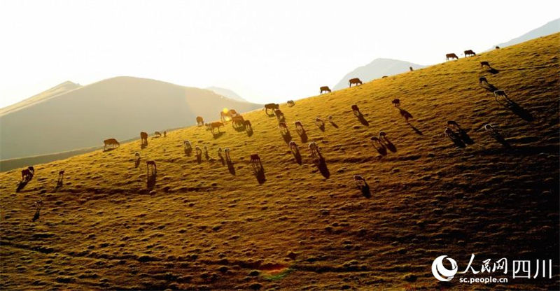 En photos : la grande récolte du mont Daliang, dans le Sichuan