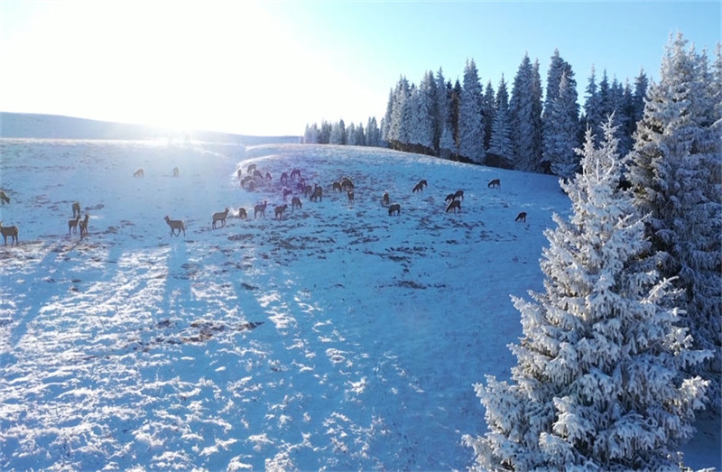 Xinjiang : les cerfs élaphes se promènent parmi les épicéas enneigés des monts Tian