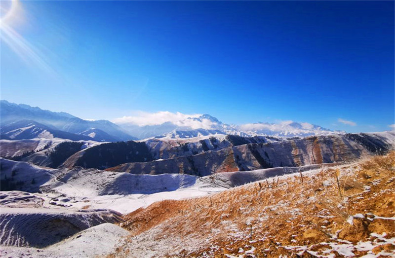 Xinjiang : les cerfs élaphes se promènent parmi les épicéas enneigés des monts Tian