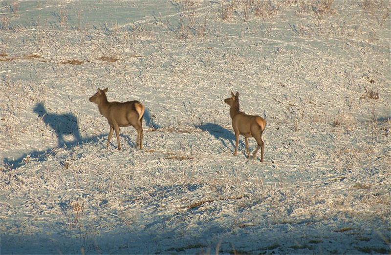 Xinjiang : les cerfs élaphes se promènent parmi les épicéas enneigés des monts Tian