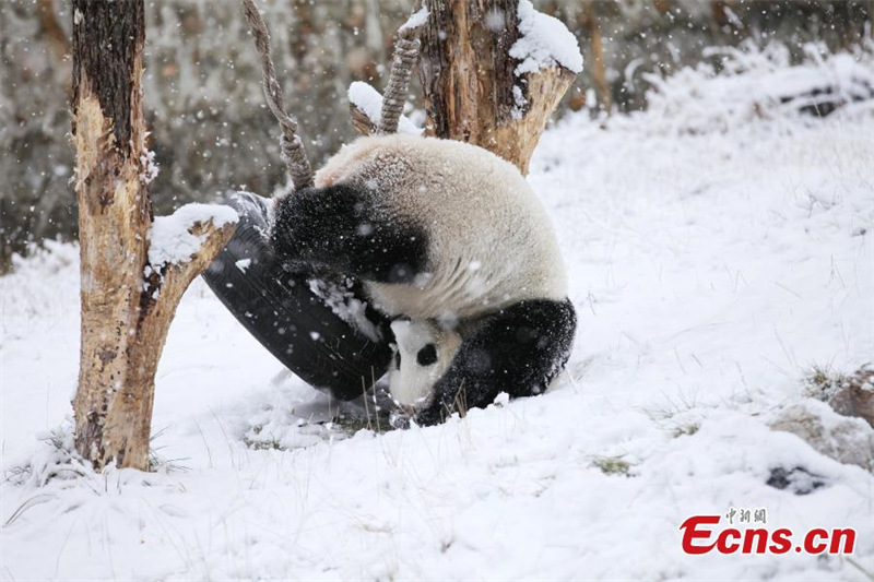 Le panda géant Xiao Liwu joue dans la neige dans le Sichuan