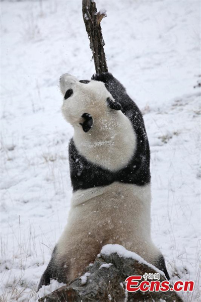 Le panda géant Xiao Liwu joue dans la neige dans le Sichuan