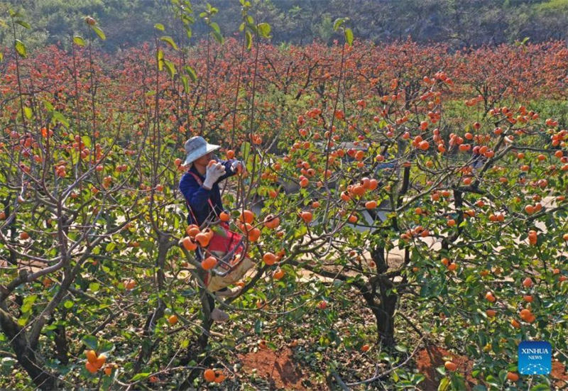 Guangxi : les kakis sont m?rs sur les branches à Gongcheng