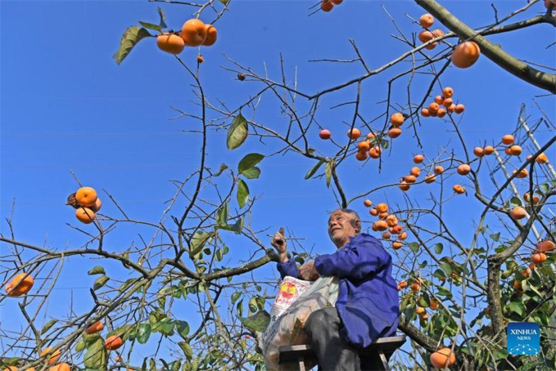 Guangxi : les kakis sont m?rs sur les branches à Gongcheng