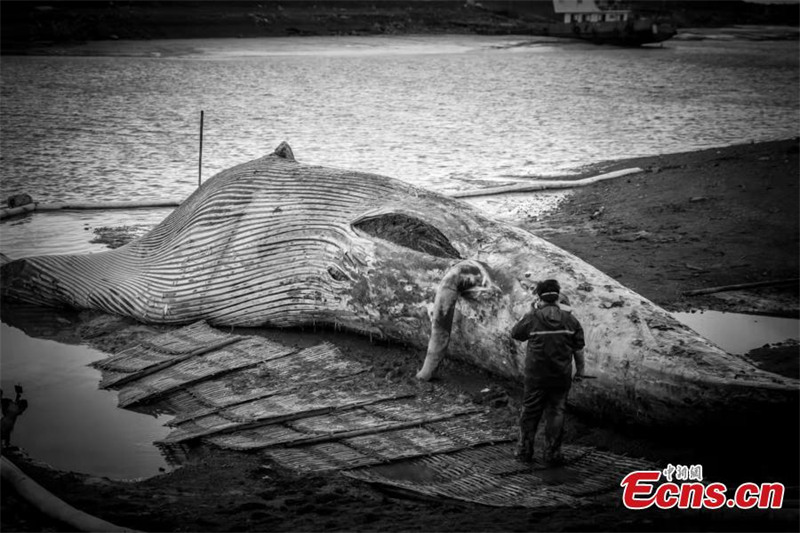 Le plus long spécimen de rorqual commun de Chine dévoilé à Shanghai