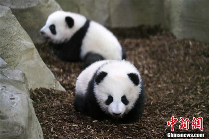 France : les petits pandas géants ? Huanlili ? et ? Yuandudu ? rencontrent le public pour la première fois