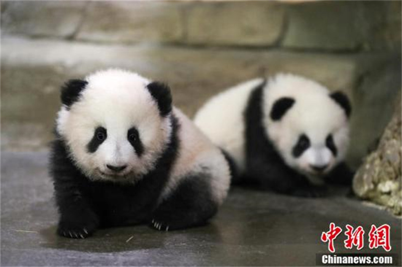 France : les petits pandas géants ? Huanlili ? et ? Yuandudu ? rencontrent le public pour la première fois