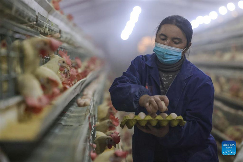 Xinjiang : un parc industriel agricole aide les villageois locaux à augmenter leurs revenus 