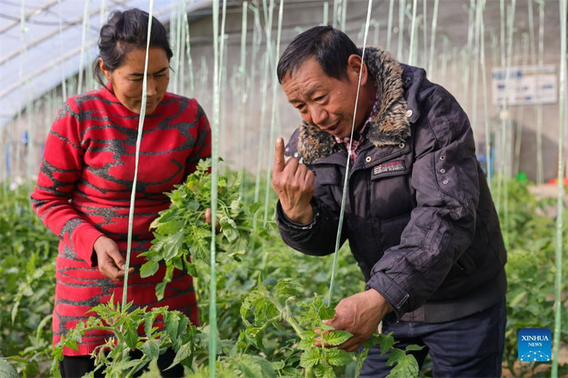 Xinjiang : un parc industriel agricole aide les villageois locaux à augmenter leurs revenus 