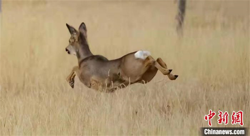 Un groupe de chevreuils fait son apparition dans le parc national des monts Qilian