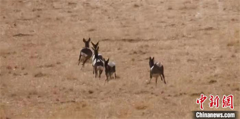 Un groupe de chevreuils fait son apparition dans le parc national des monts Qilian