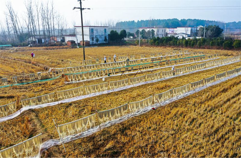 Henan : les vermicelles enrichissent les familles d'agriculteurs