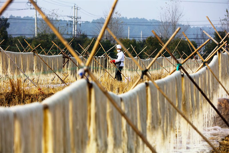 Henan : les vermicelles enrichissent les familles d'agriculteurs