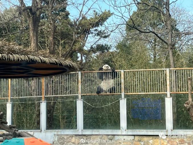 Le ? panda kung-fu ? du zoo de Beijing étonne les visiteurs avec ses compétences