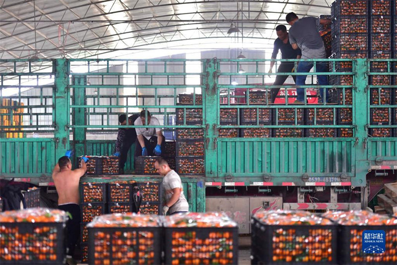 Guangxi : les paysans célèbrent une récolte exceptionnelle d'agrumes