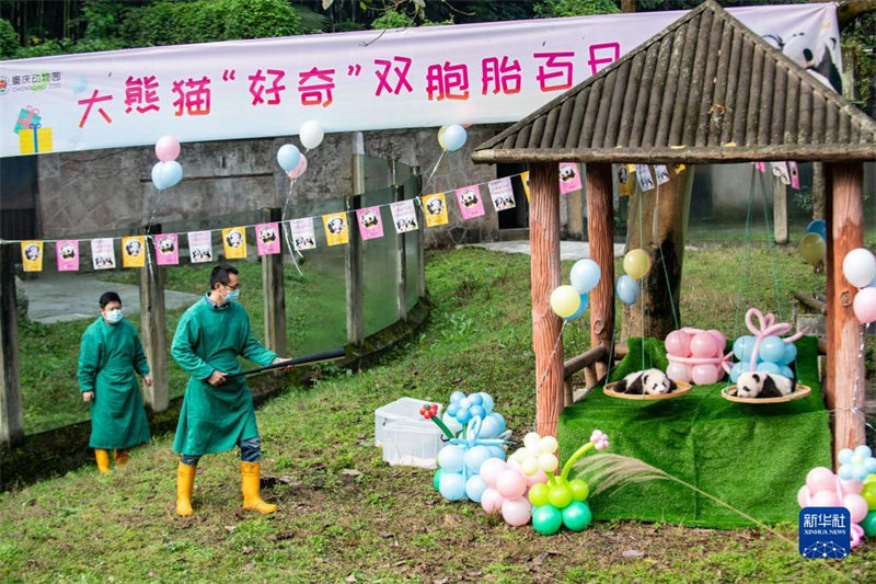 Chongqing : les jumeaux pandas géants ? Qizhen ? et ? Qibao ? rencontrent le public pour la première fois