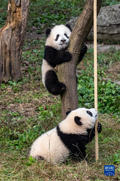 Chongqing : les jumeaux pandas géants ? Qizhen ? et ? Qibao ? rencontrent le public pour la première fois