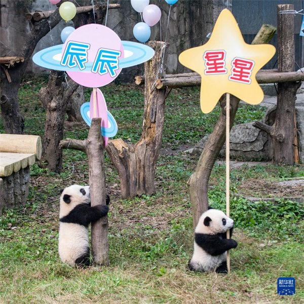 Chongqing : les jumeaux pandas géants ? Qizhen ? et ? Qibao ? rencontrent le public pour la première fois