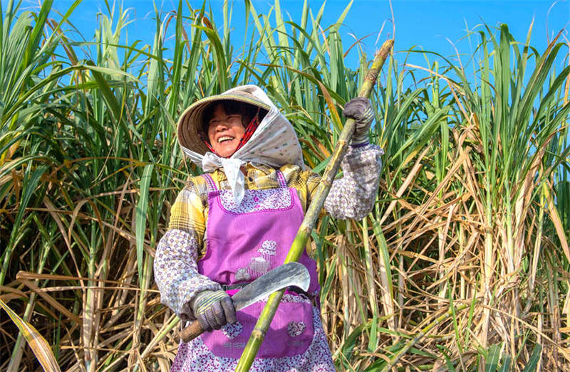 Guangxi : les villageois célèbrent une récolte exceptionnelle de la canne à sucre