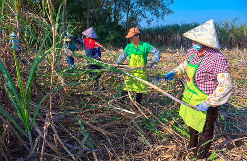 Guangxi : les villageois célèbrent une récolte exceptionnelle de la canne à sucre