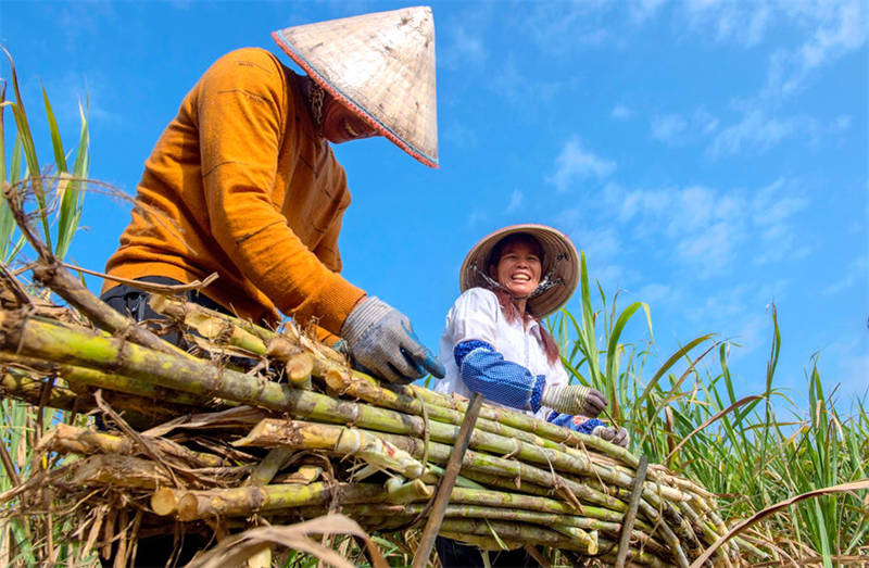 Guangxi : les villageois célèbrent une récolte exceptionnelle de la canne à sucre