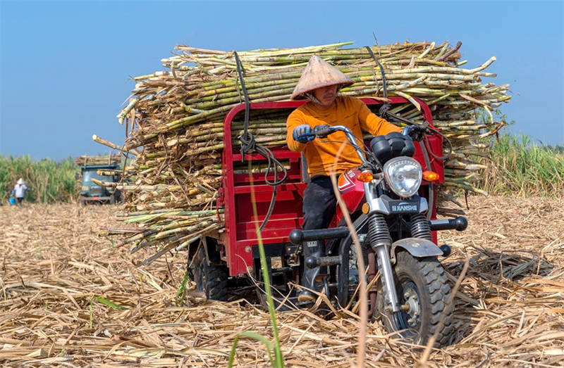 Guangxi : les villageois célèbrent une récolte exceptionnelle de la canne à sucre