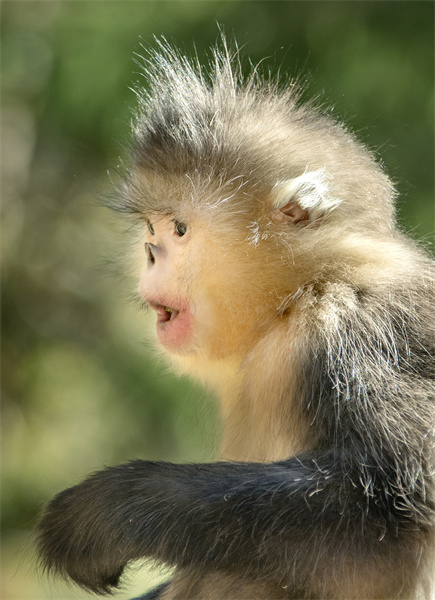 Les adorables singes au nez retroussé du district autonome de Weixi, dans la province du Yunnan