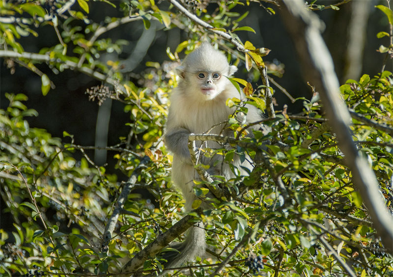 Les adorables singes au nez retroussé du district autonome de Weixi, dans la province du Yunnan