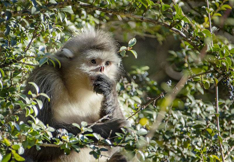 Les adorables singes au nez retroussé du district autonome de Weixi, dans la province du Yunnan