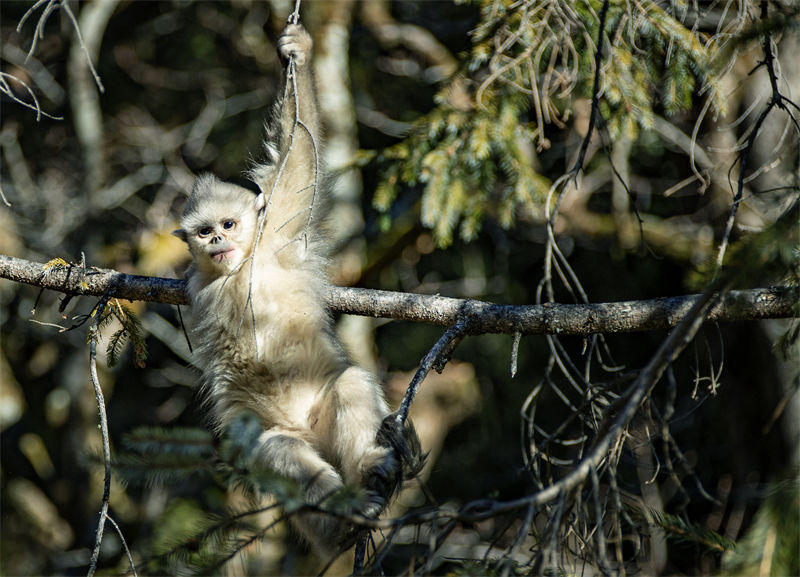 Les adorables singes au nez retroussé du district autonome de Weixi, dans la province du Yunnan